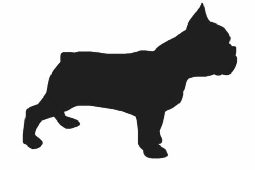 french-bulldog-drawing-38