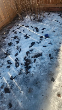 Screenshot 2025-04-20 at 20-55-07 Dog waste removal $32.99 a week Animal & Pet Services Edmonton Free local classifieds - Kijiji